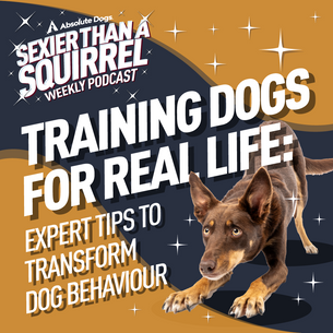 Training Dogs for Real Life: Expert Tips to Transform Dog Behaviour