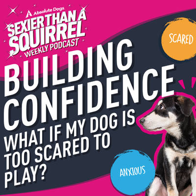 Building Confidence: What If My Dog Is Too Scared to Play?