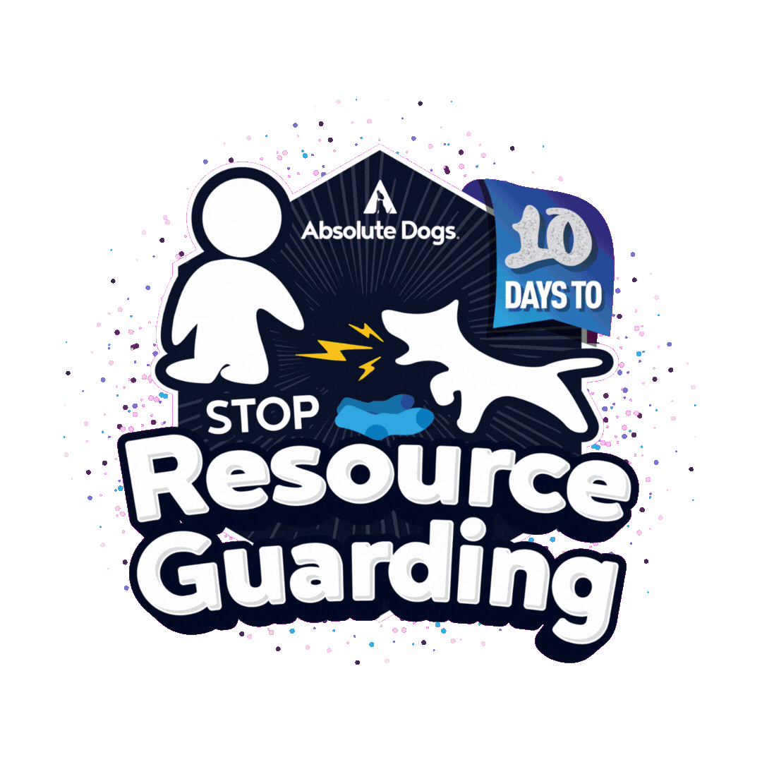 10 Days To Stop... Course Collection – Absolute Dogs