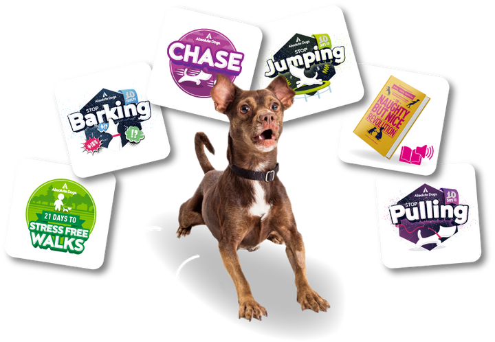 Your Reactive Dog Solutions