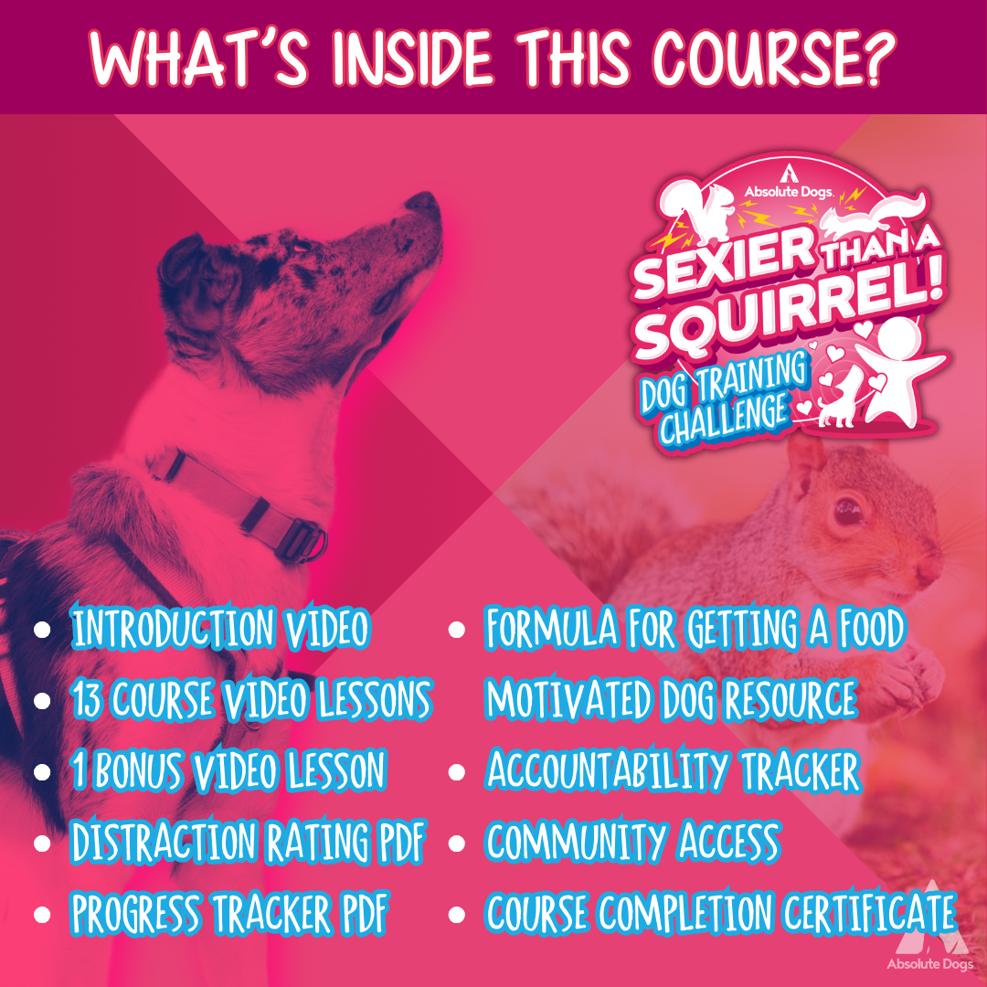 Dog Training Mastery Bundle: Build Recall, Calm, Quiet & Connection