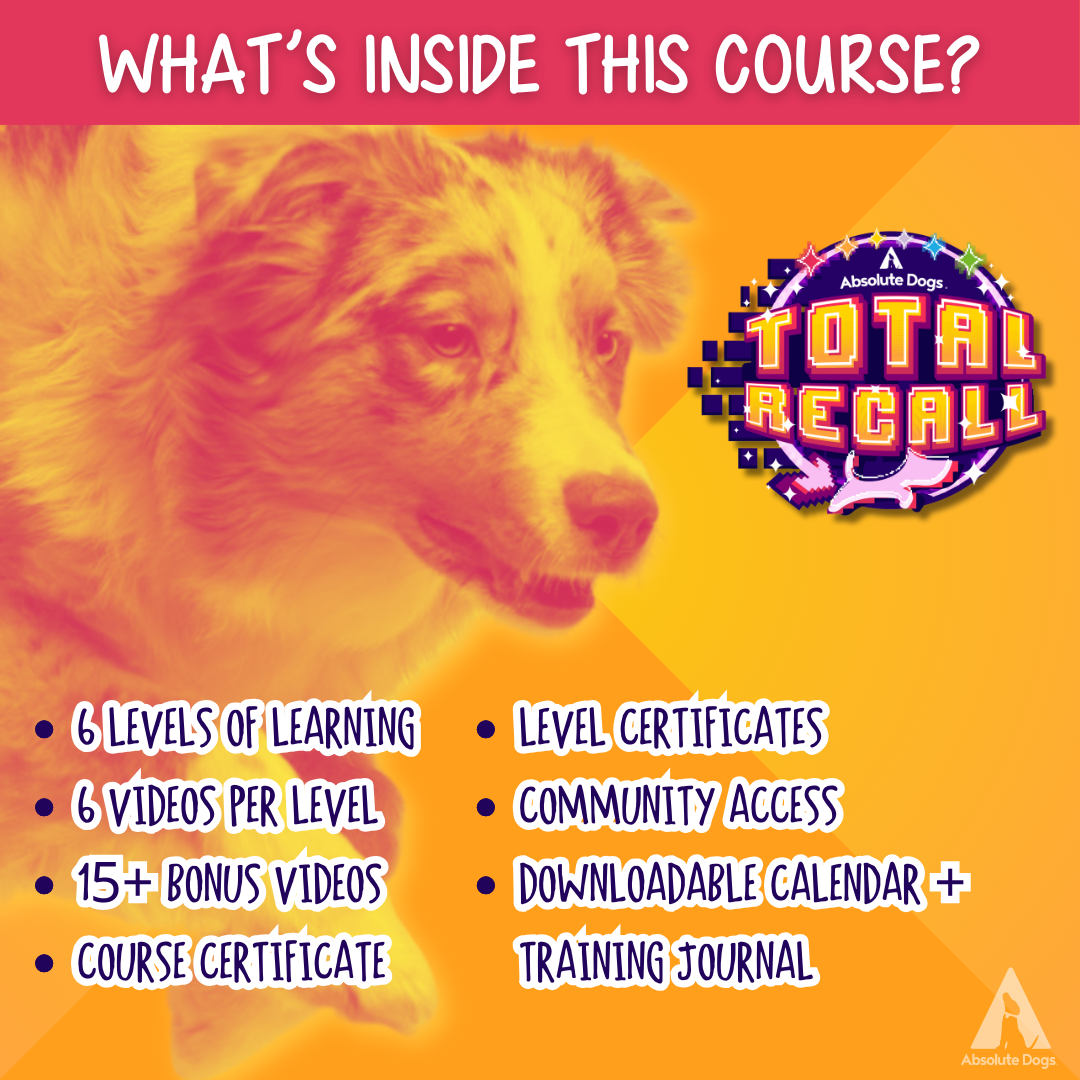 Dog Training Mastery Bundle: Build Recall, Calm, Quiet & Connection