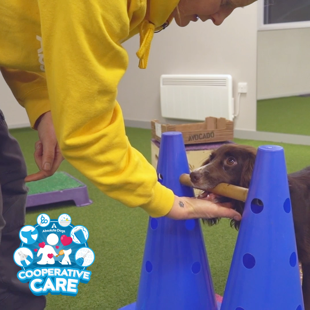 Cooperative Care (includes 10 Days to Happy Handling)