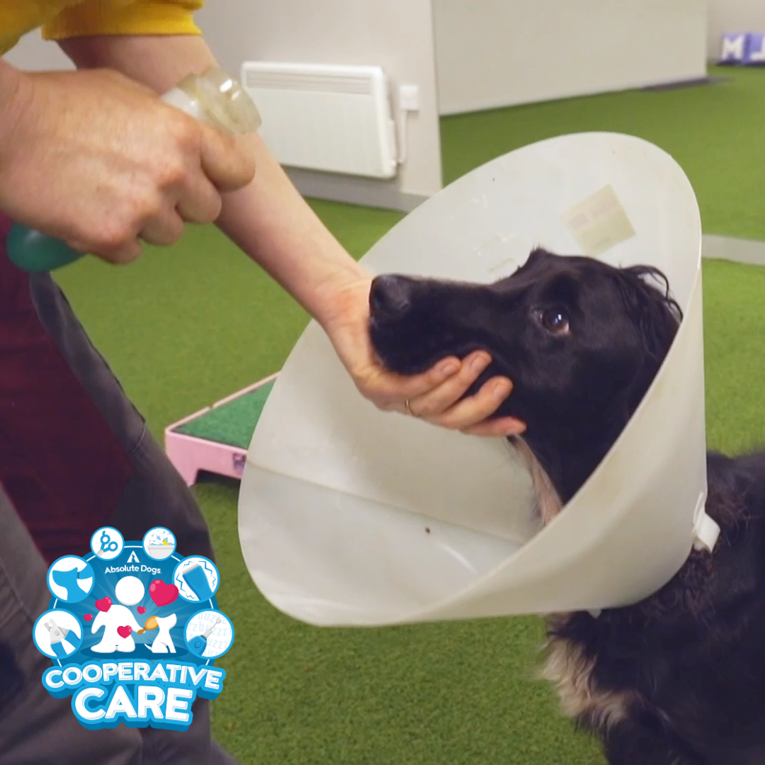 Cooperative Care (includes 10 Days to Happy Handling)