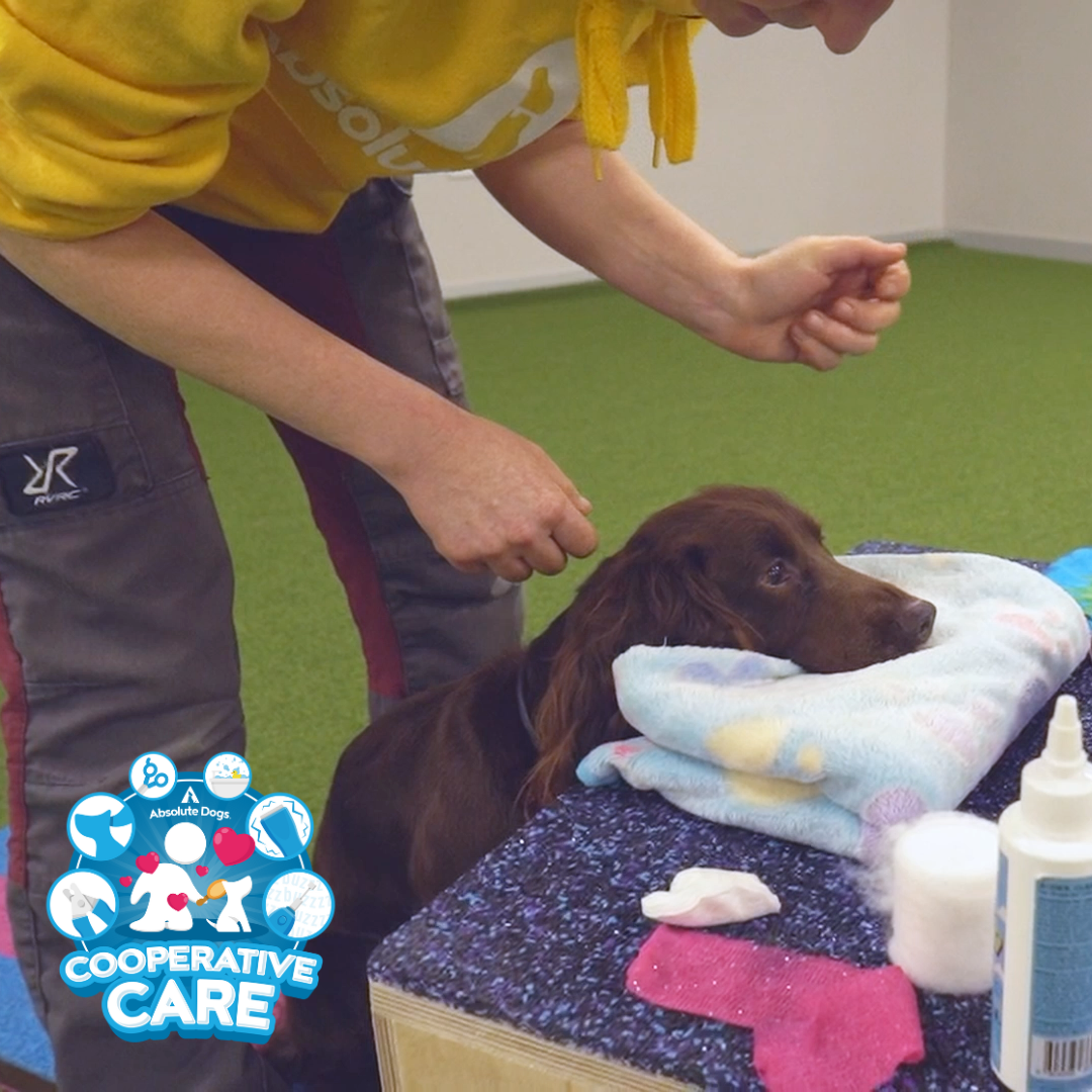 Cooperative Care (includes 10 Days to Happy Handling)