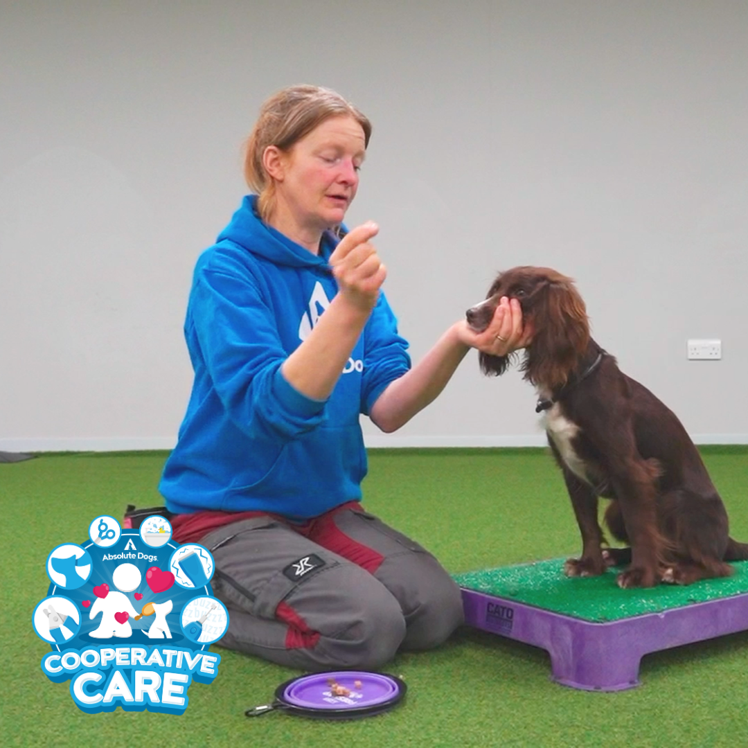 Cooperative Care (includes 10 Days to Happy Handling)