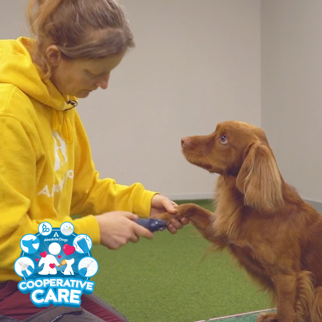 Cooperative Care (includes 10 Days to Happy Handling)