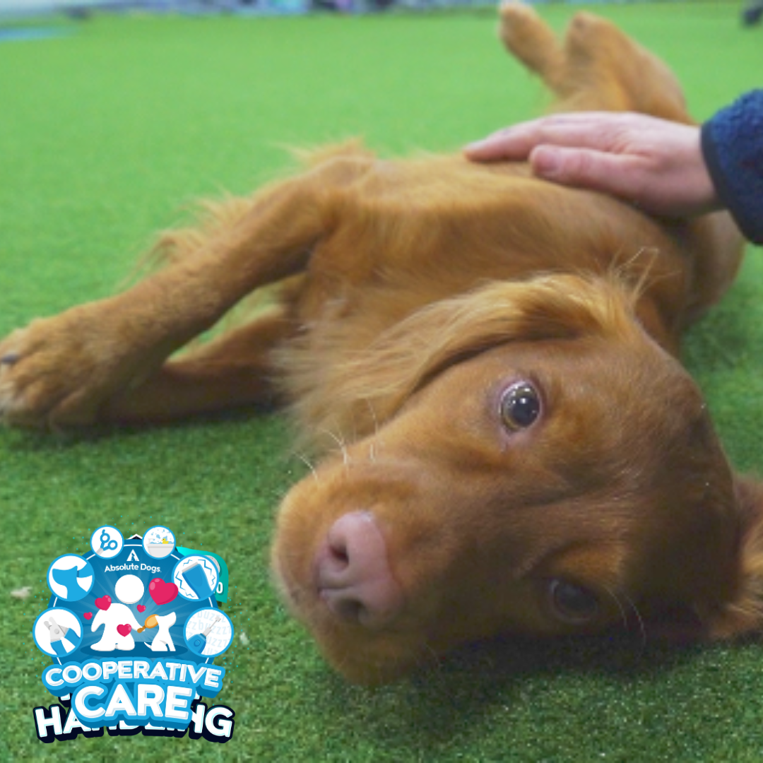 Cooperative Care (includes 10 Days to Happy Handling)