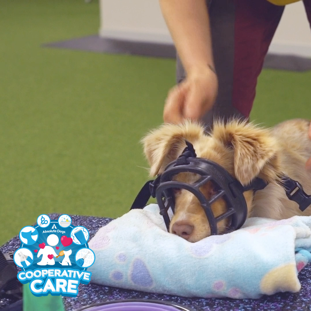 Cooperative Care (includes 10 Days to Happy Handling)