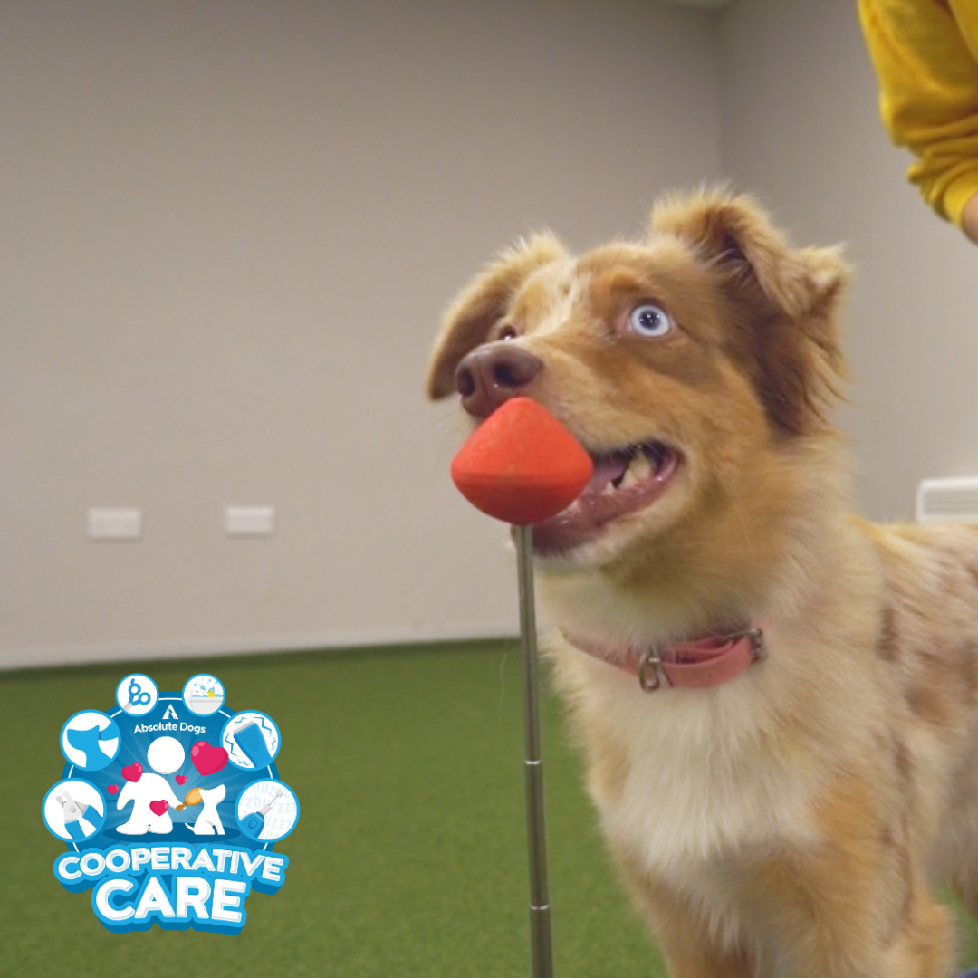 Cooperative Care (includes 10 Days to Happy Handling)