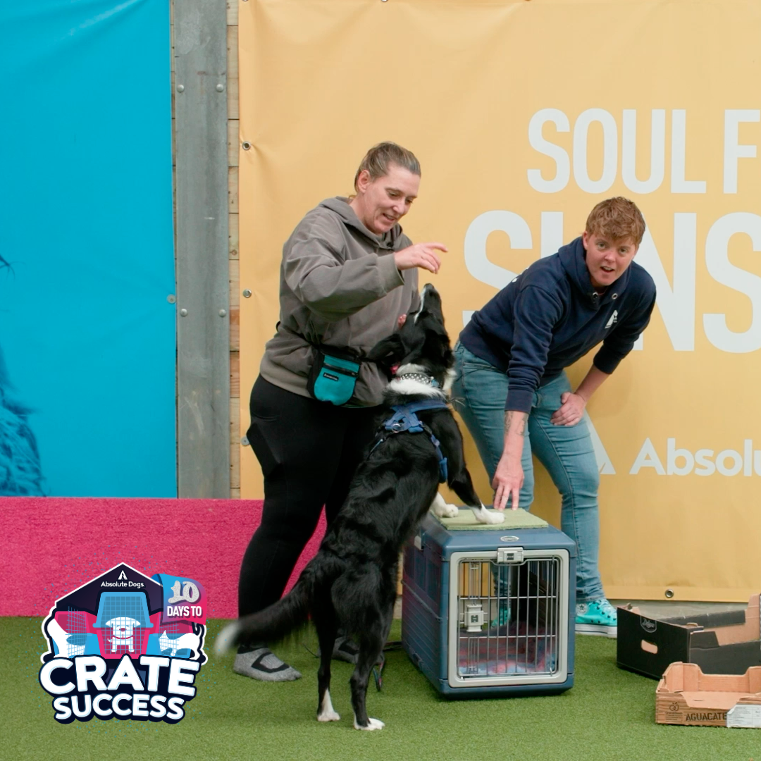 10 Days to Crate Success