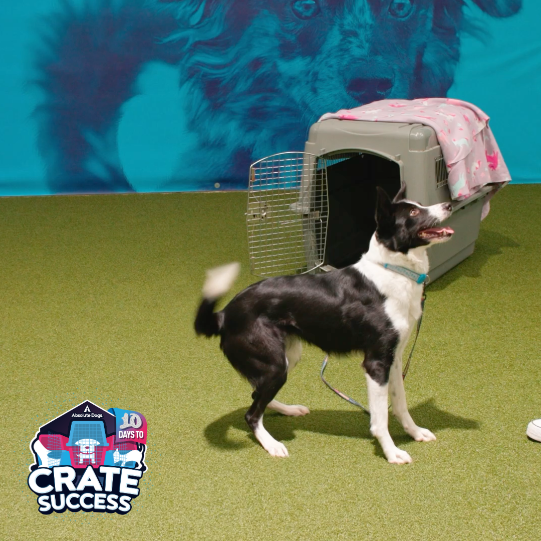 10 Days to Crate Success