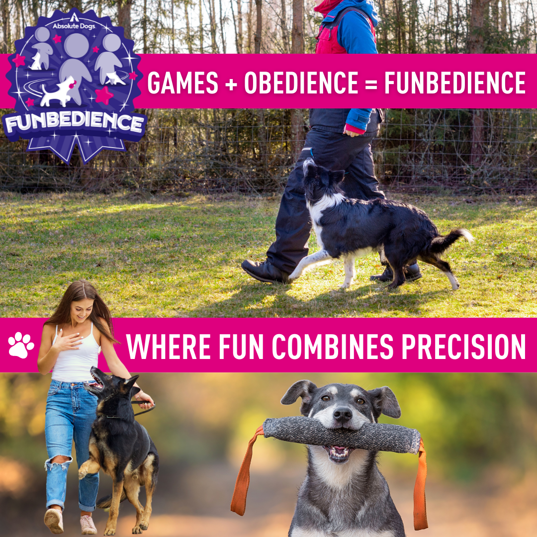 Obedience and Heelwork Foundation Fun Training Course – Absolute Dogs