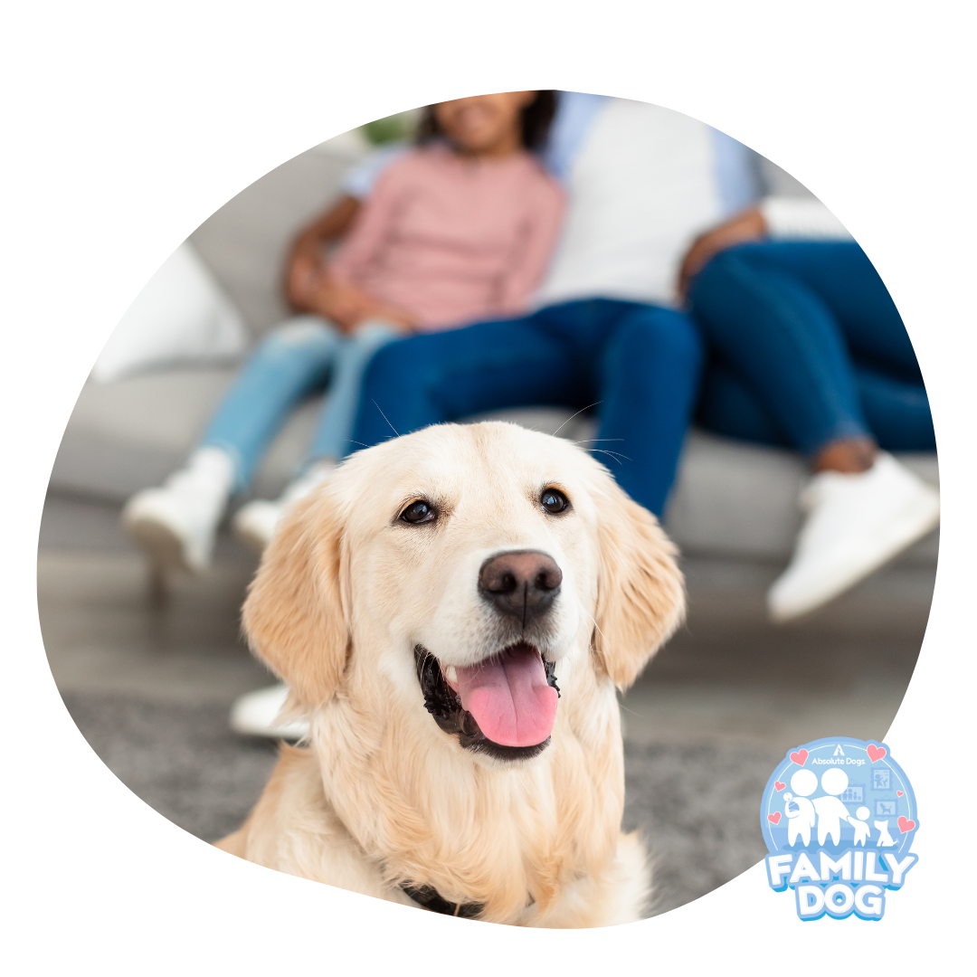 Family Dog Training Course - absoluteDogs - Games-Based Dog Training ...