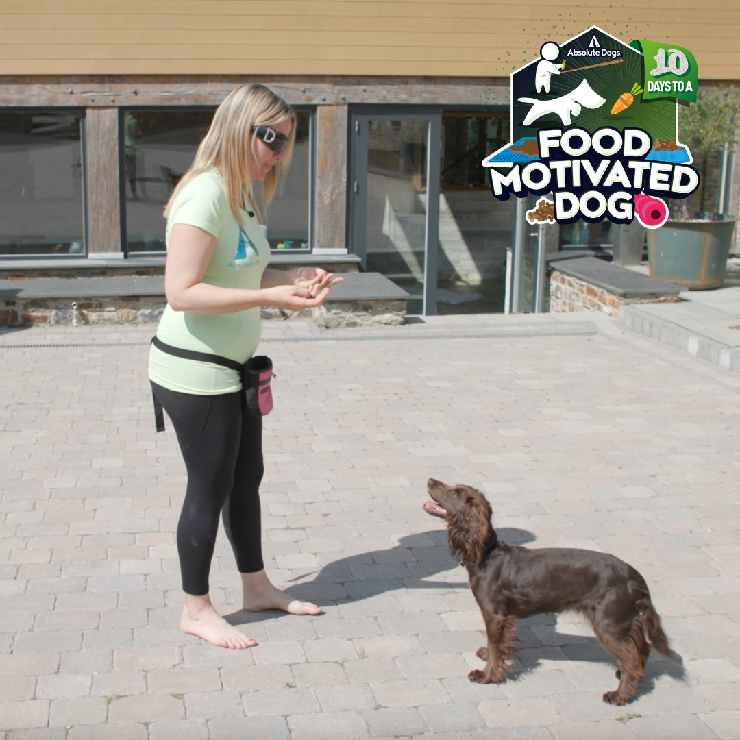 10 Days to a Food Motivated Dog