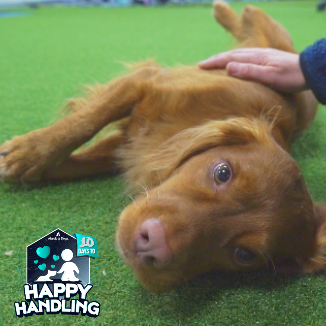 10 Days to Happy Handling