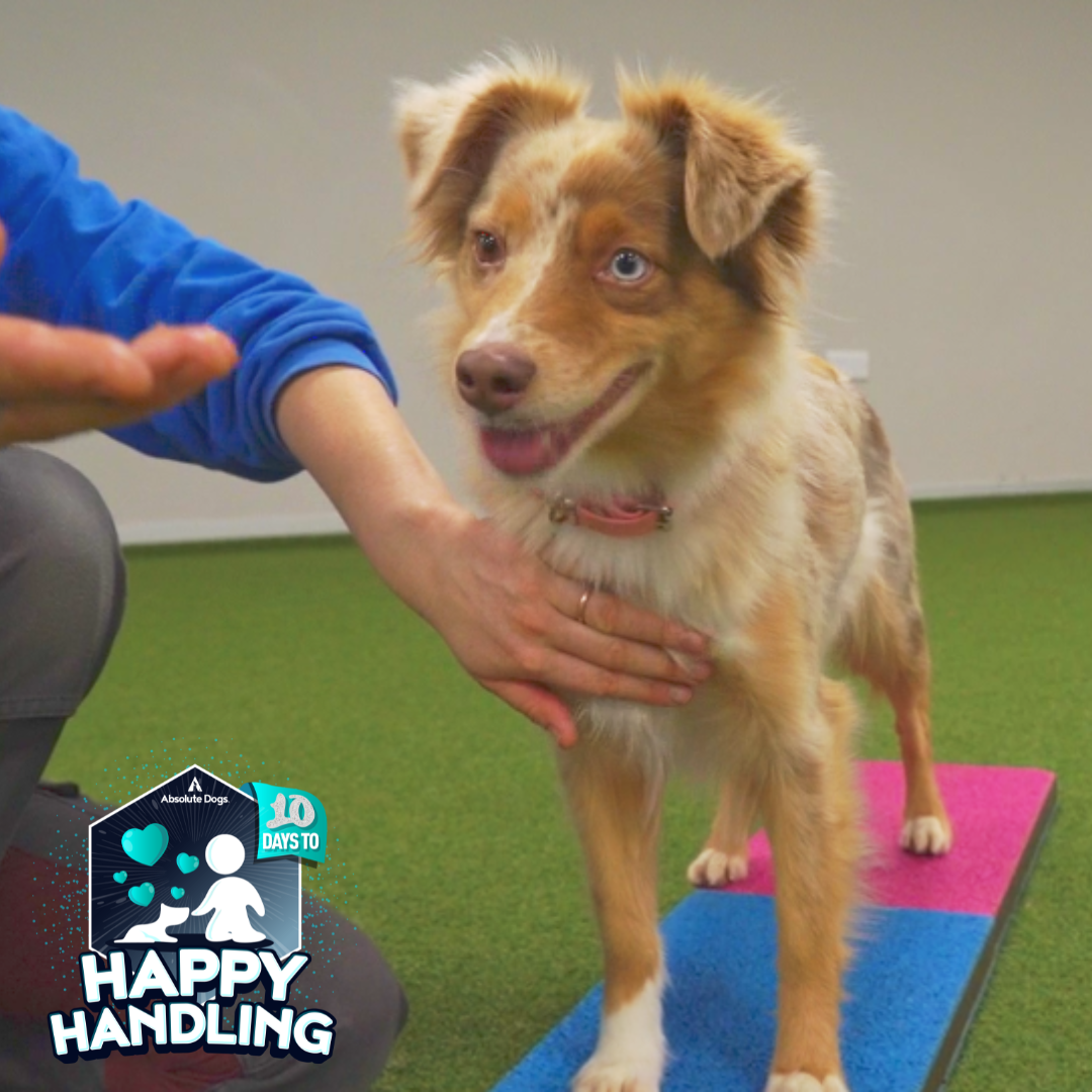 Cooperative Care (includes 10 Days to Happy Handling)