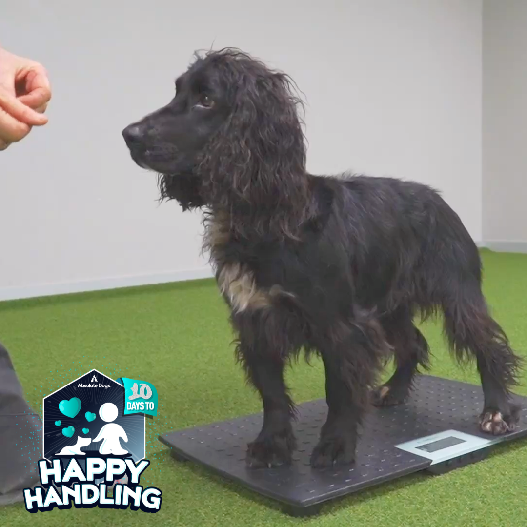 Cooperative Care (includes 10 Days to Happy Handling)