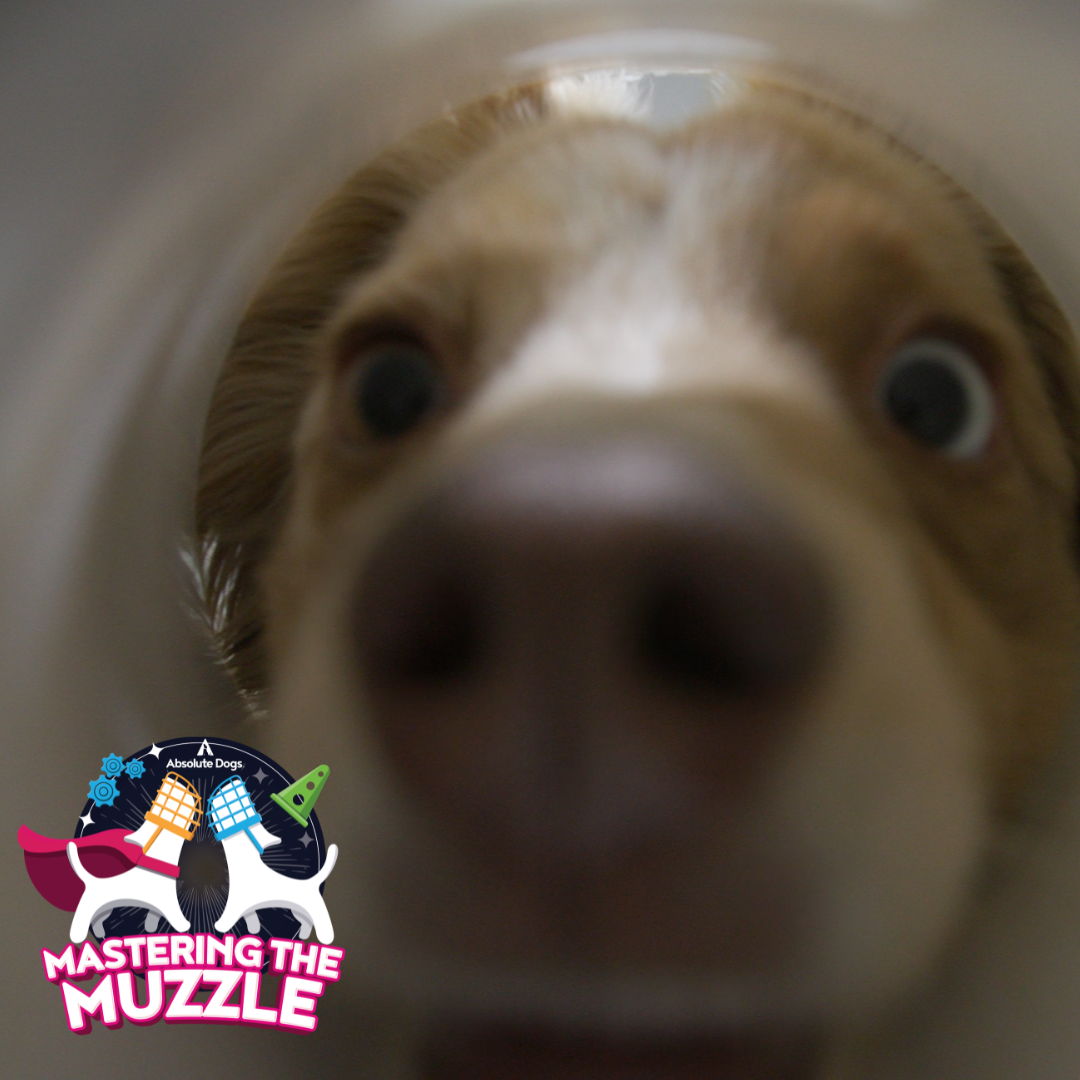 Mastering the Muzzle