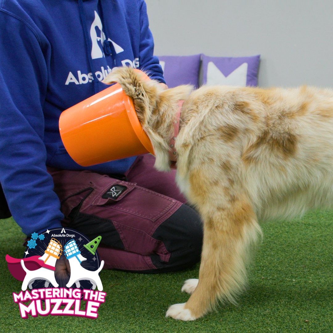 Mastering the Muzzle