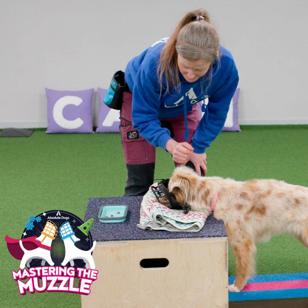 Mastering the Muzzle
