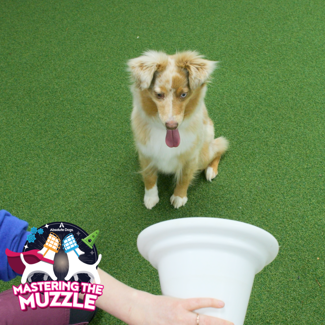 Mastering the Muzzle