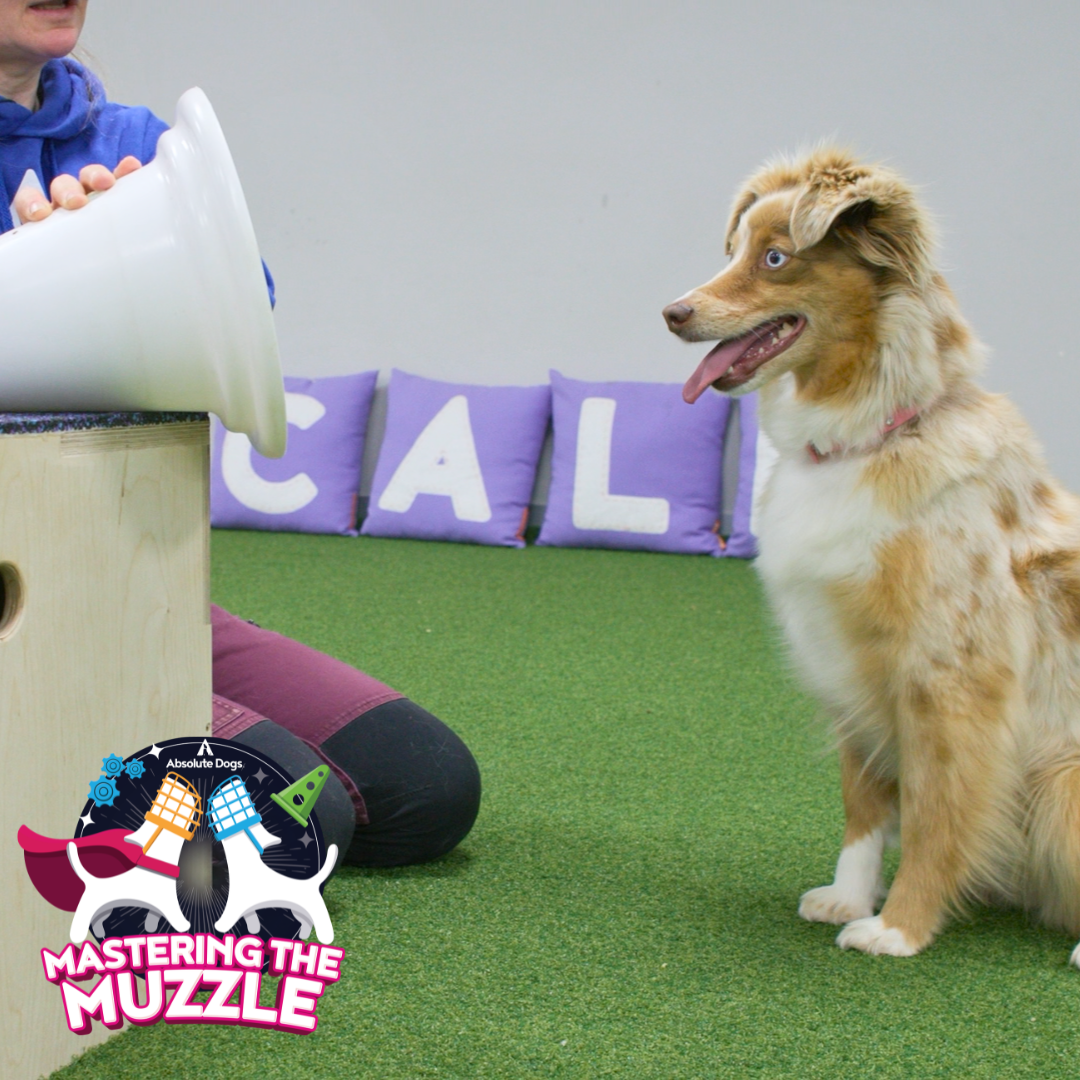 Mastering the Muzzle