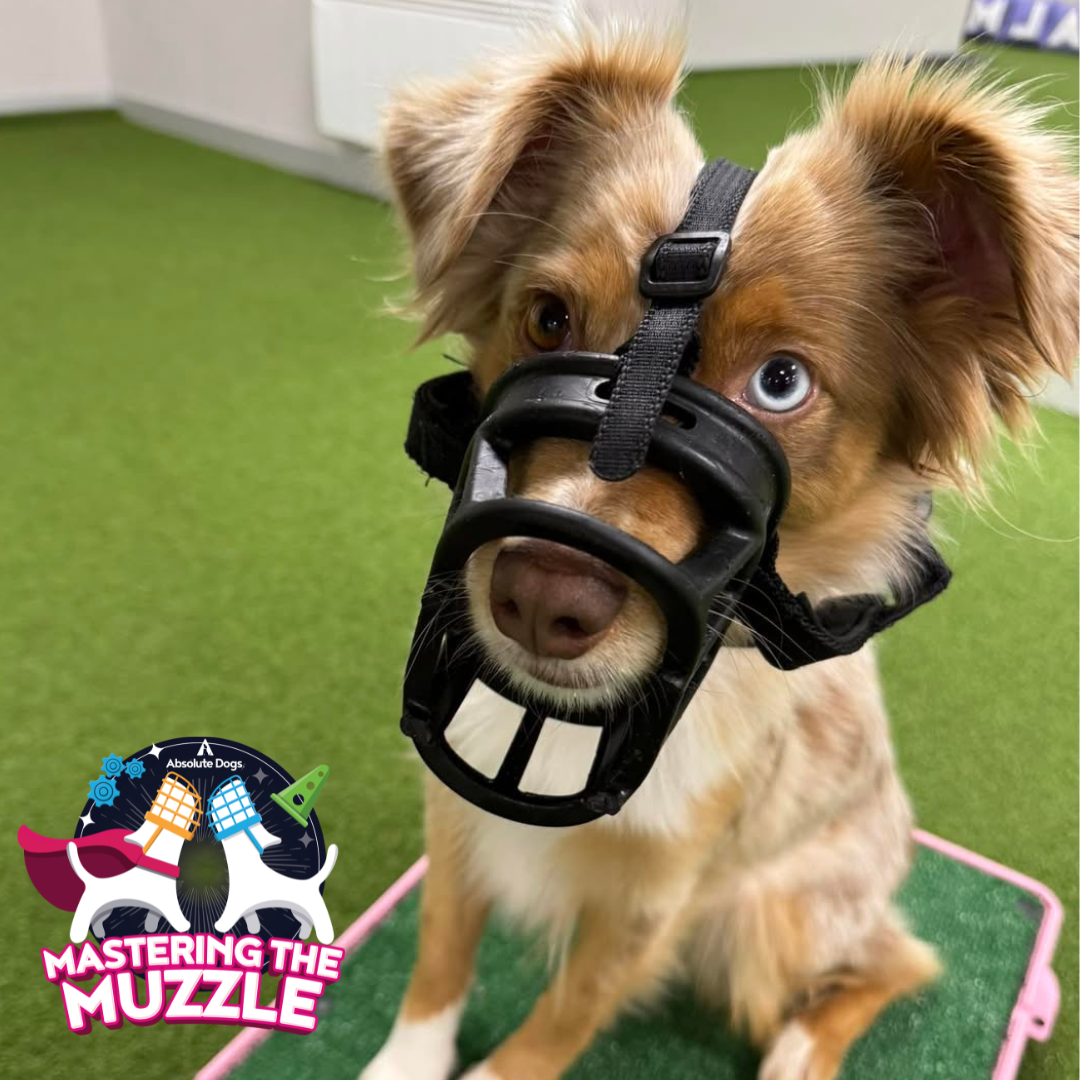 Mastering the Muzzle