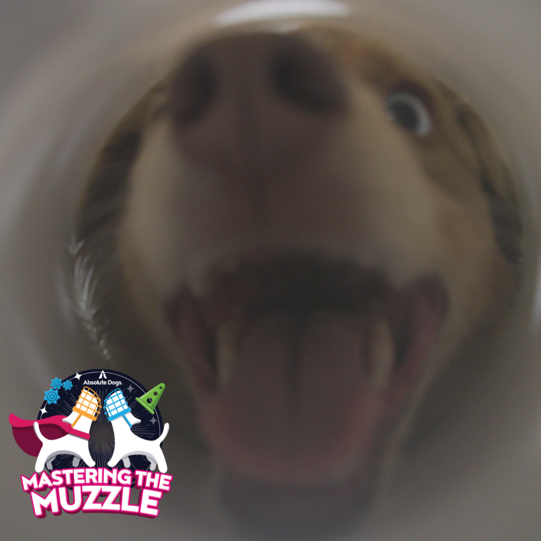 Mastering the Muzzle