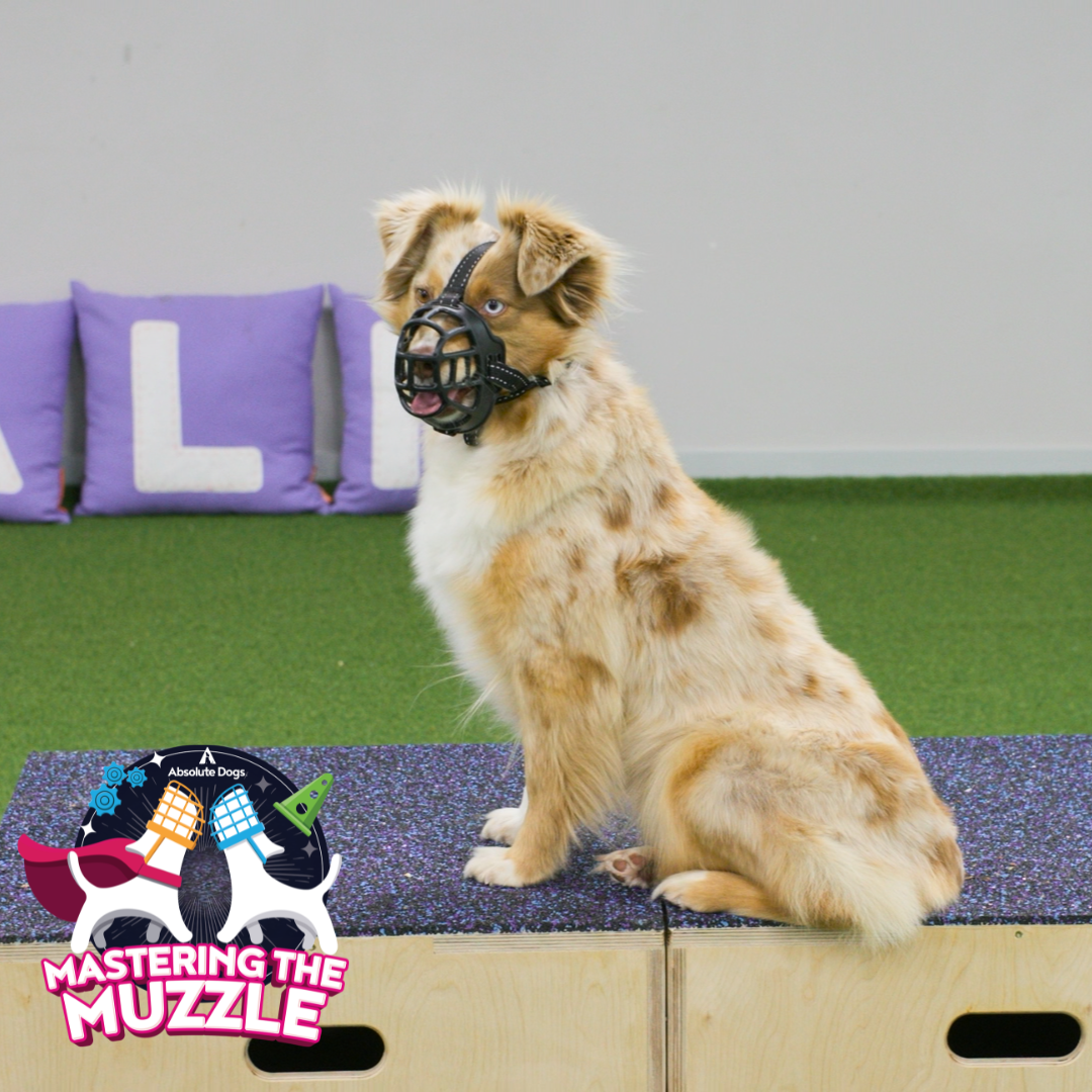 Mastering the Muzzle