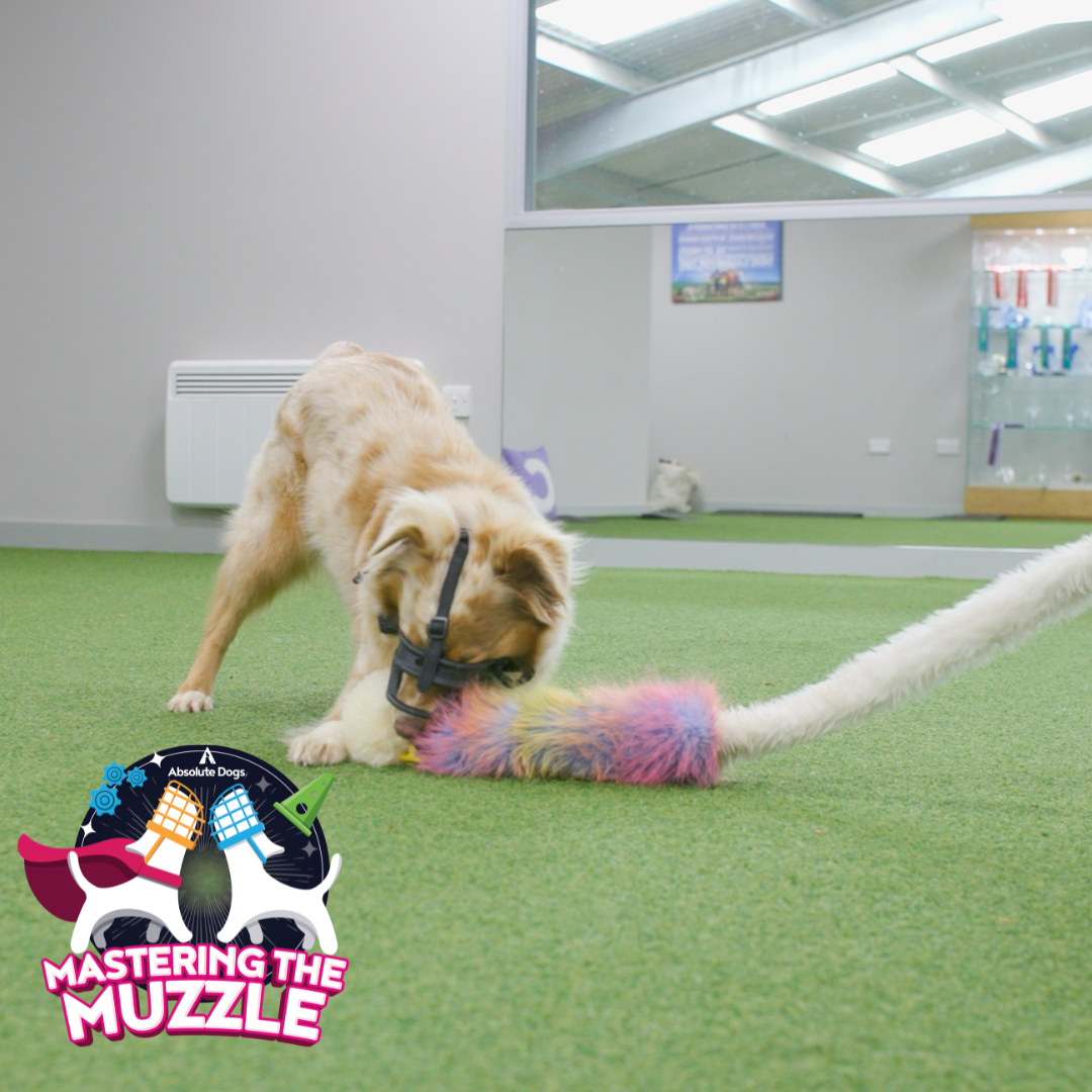 Mastering the Muzzle