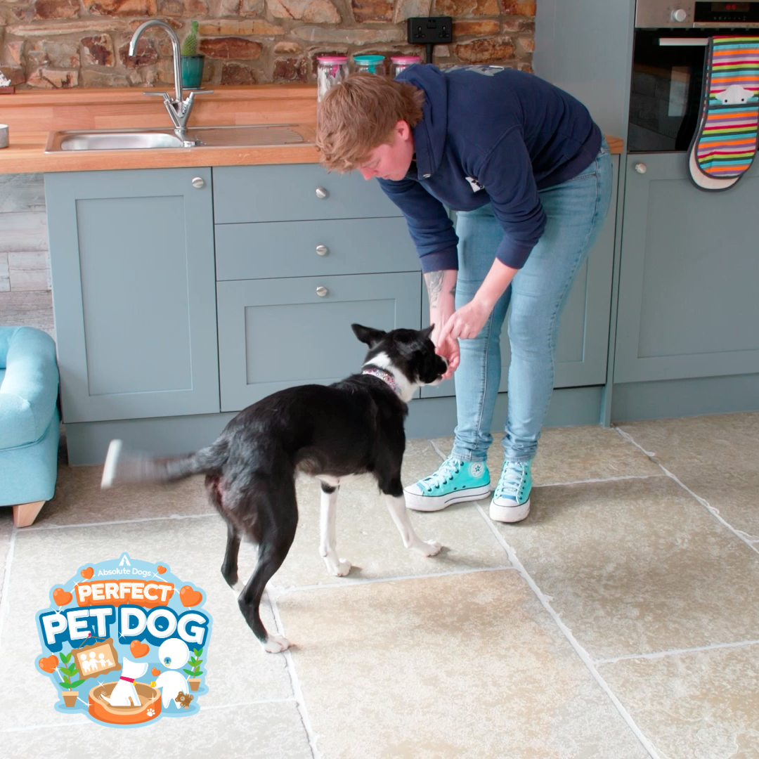Perfect Pet Dog