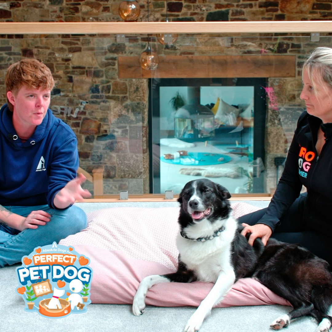 Perfect Pet Dog