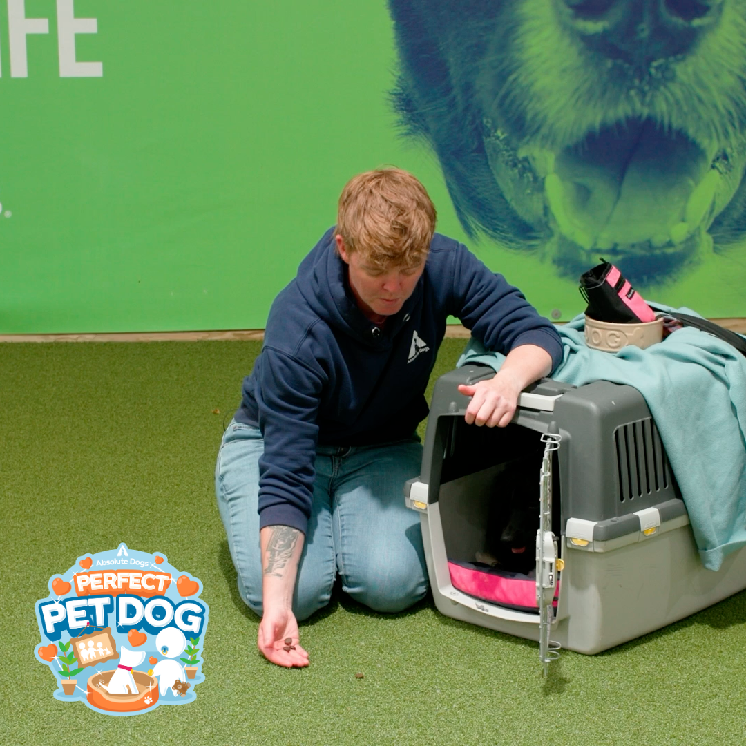 Perfect Pet Dog
