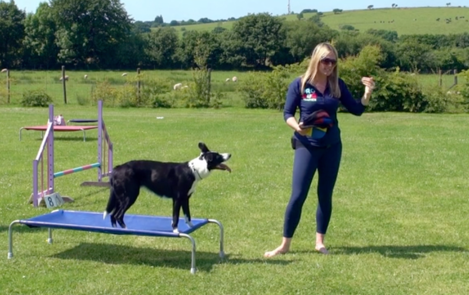 Retrieve Dog Training with Absolute Dogs Rocking Retrieve Online Course