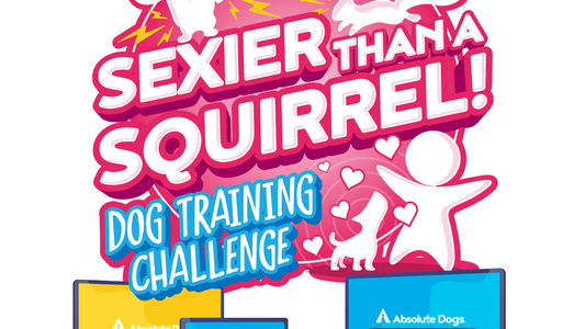 Sexier Than a Squirrel Dog Training Challenge