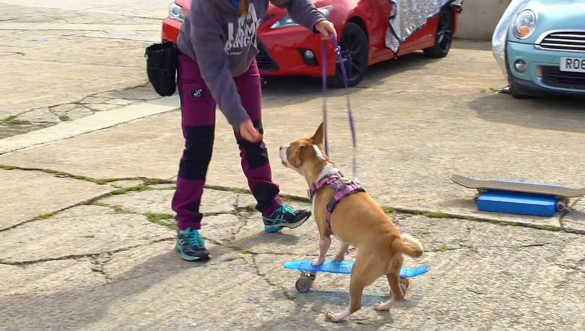 Trick Training Tricks Masterclass Course with Absolute Dogs