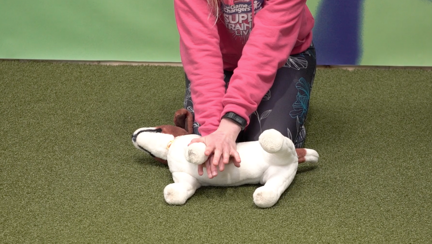 Canine First Aid