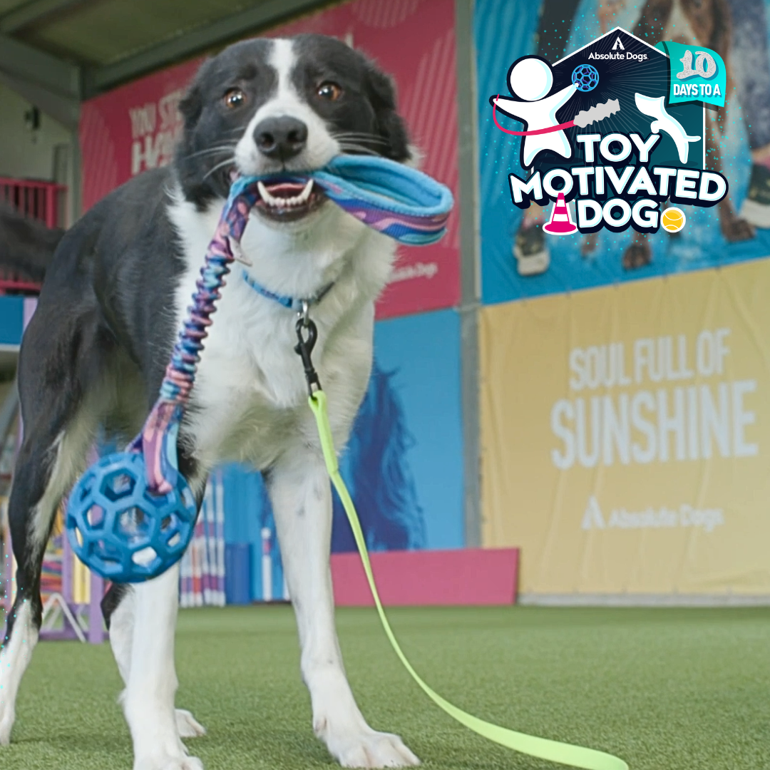 10 Days to a Toy Motivated Dog