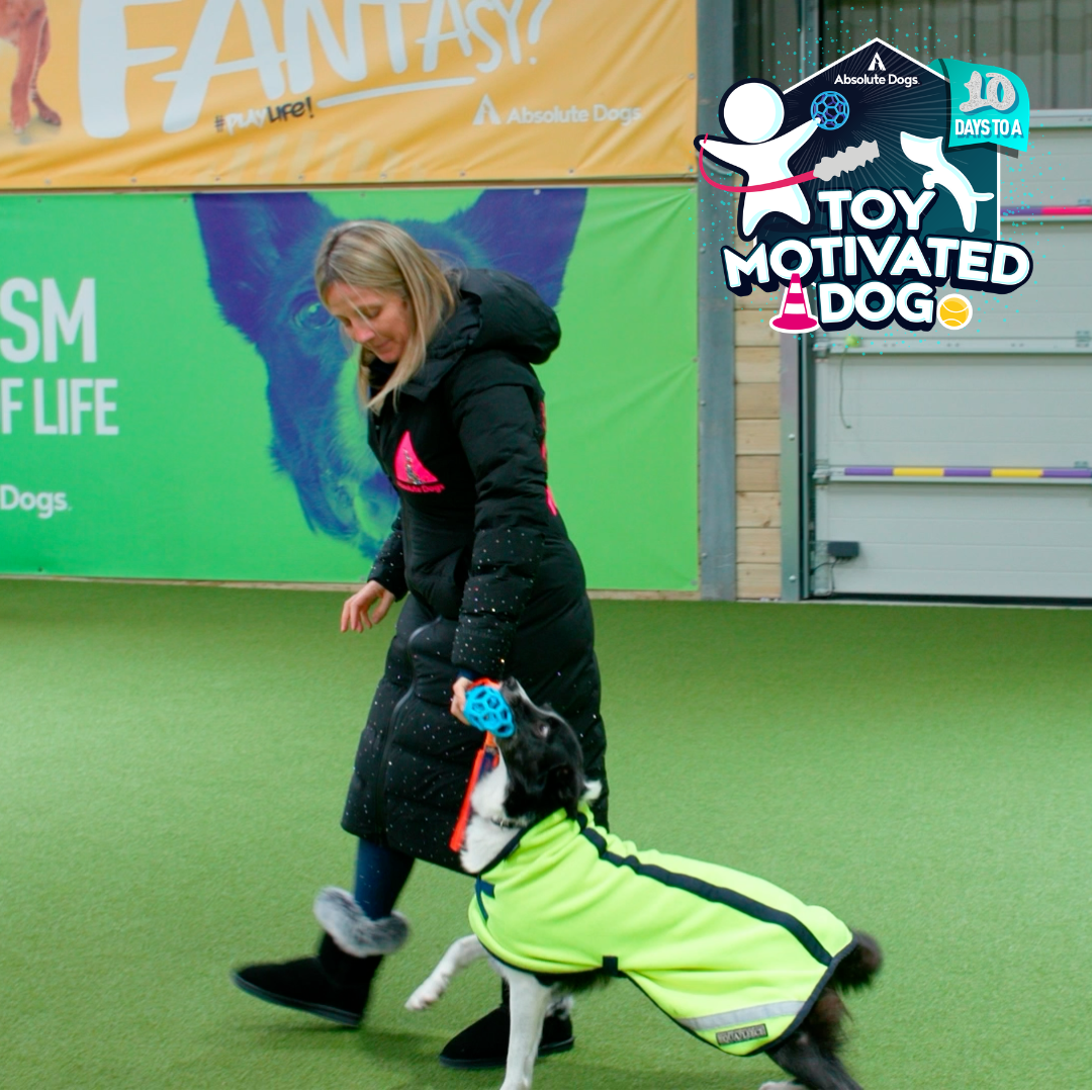 10 Days to a Toy Motivated Dog