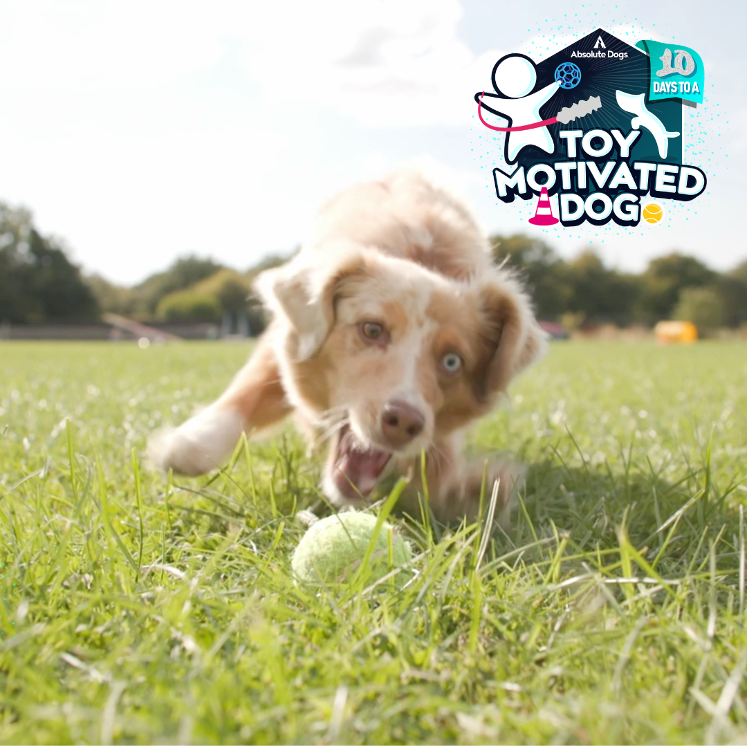 10 Days to a Toy Motivated Dog