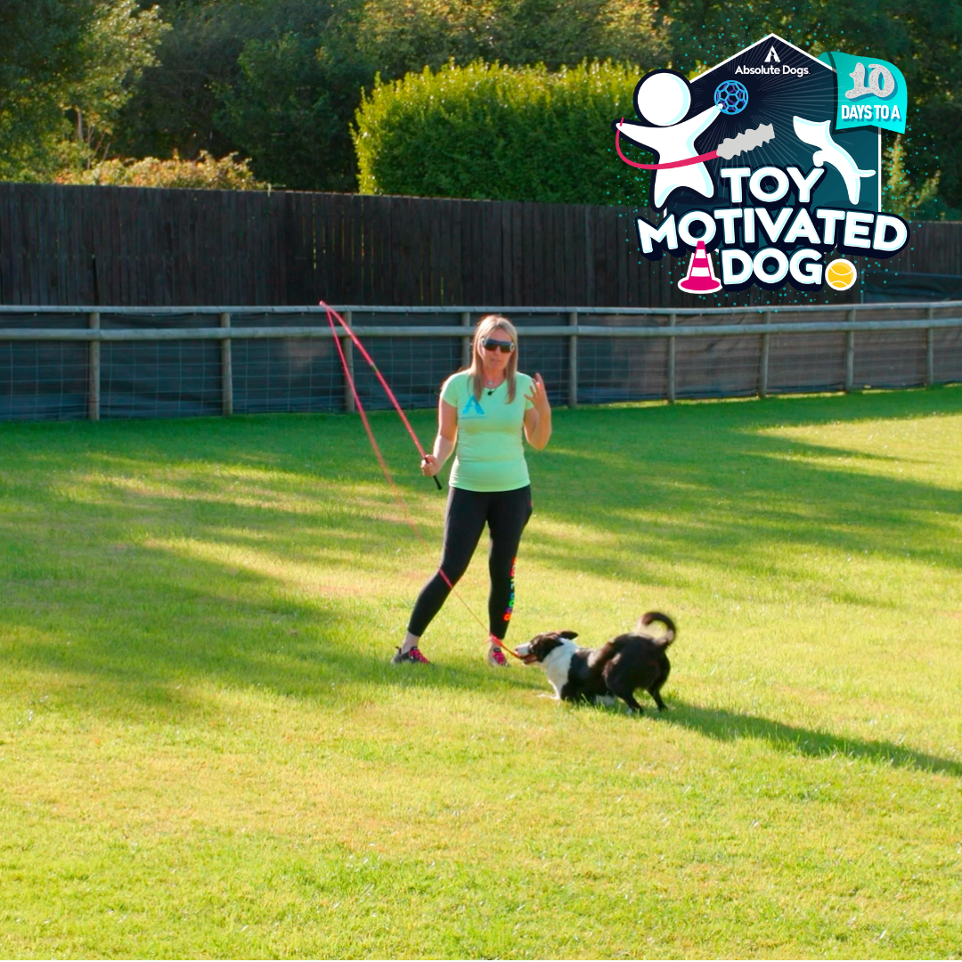 10 Days to a Toy Motivated Dog