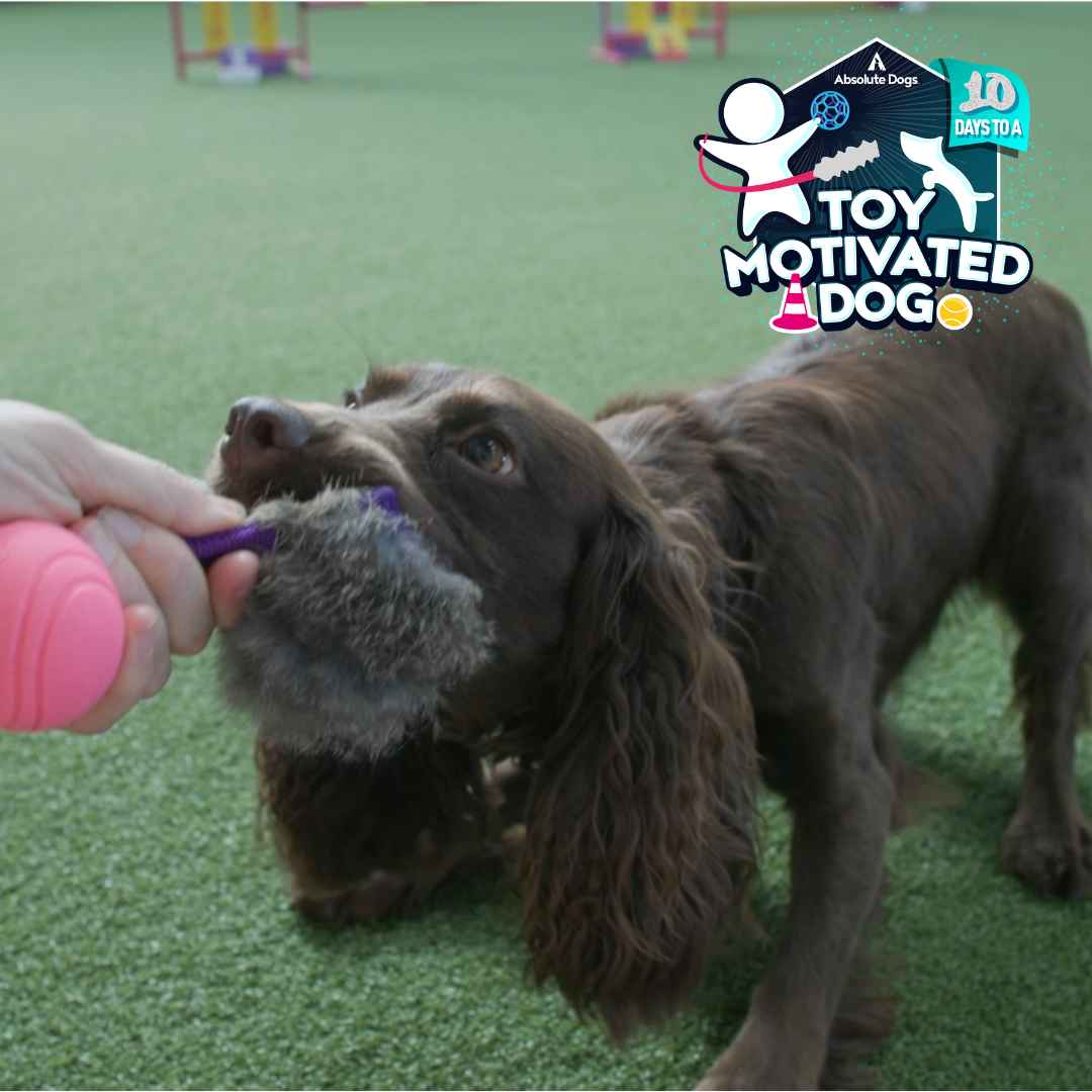 10 Days to a Toy Motivated Dog