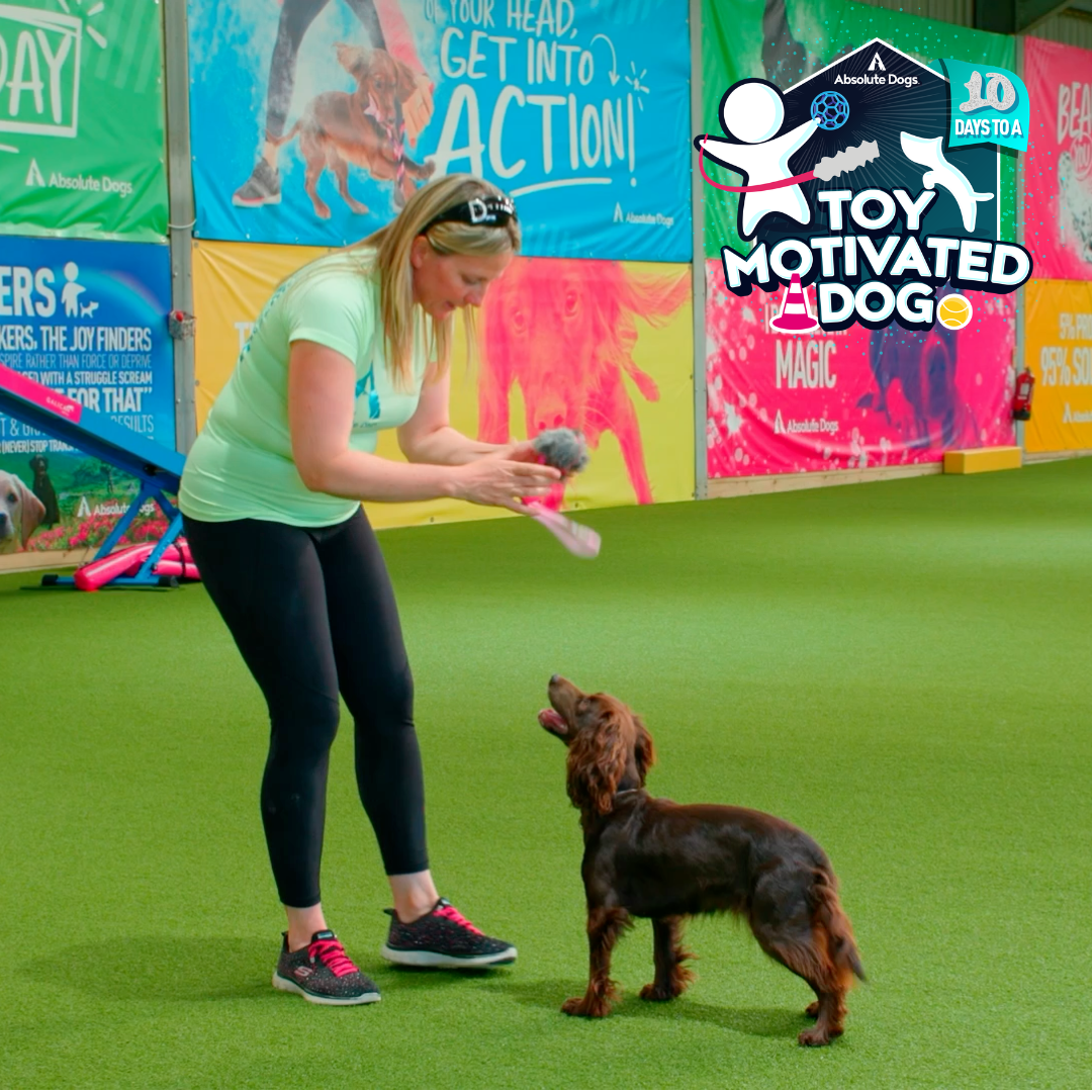 10 Days to a Toy Motivated Dog