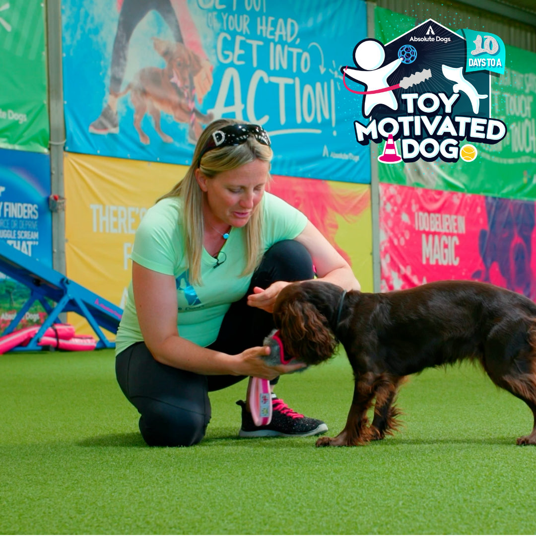 10 Days to a Toy Motivated Dog
