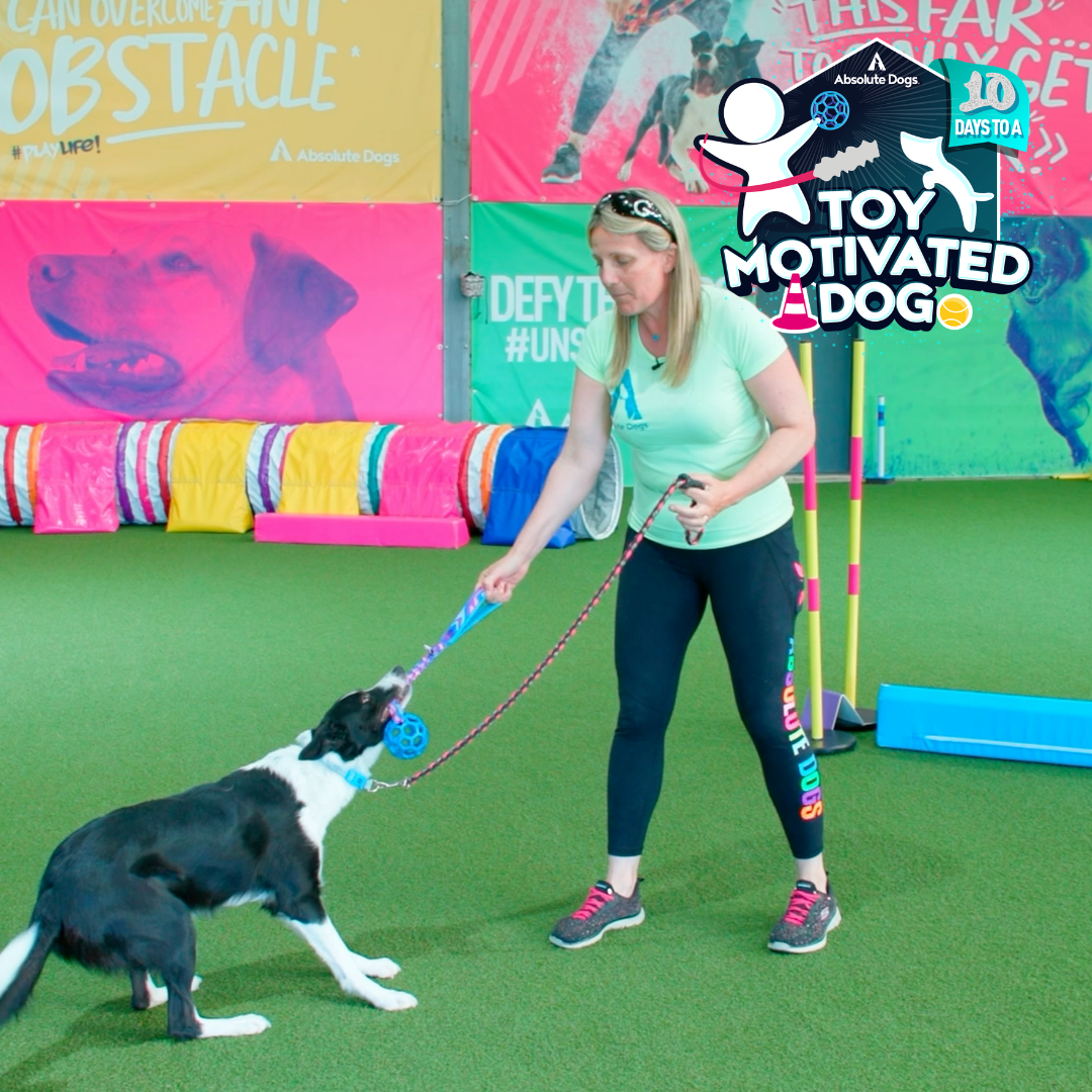 10 Days to a Toy Motivated Dog