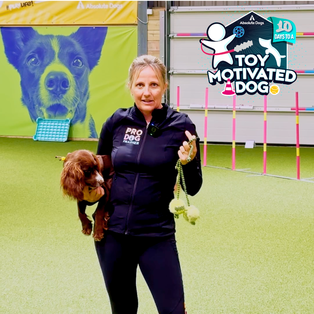 10 Days to a Toy Motivated Dog