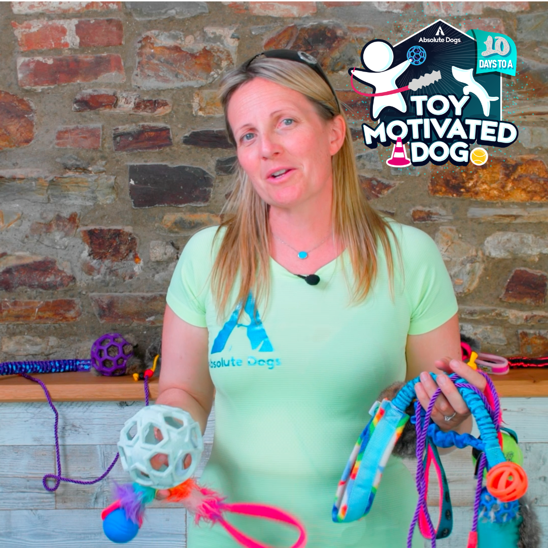 10 Days to a Toy Motivated Dog