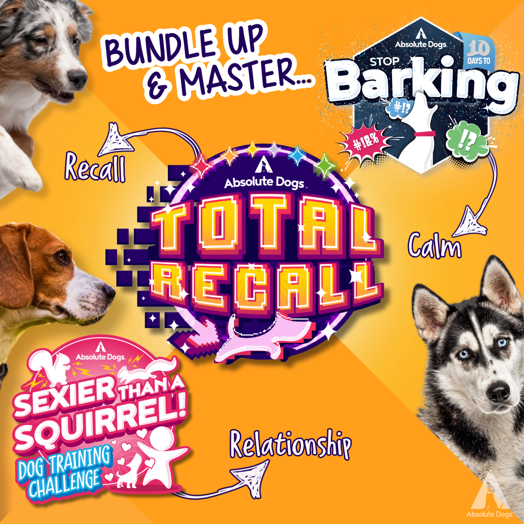 Dog Training Mastery Bundle: Build Recall, Calm, Quiet & Connection