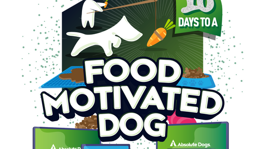 10 Days to a Food Motivated Dog
